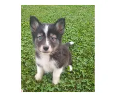 1 male 1 female Alaskan Klee Kai puppies