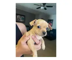 Chihuahua puppies - 3