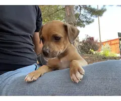 Chiweenie puppies for adoption