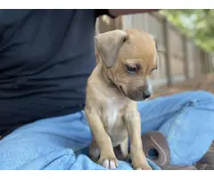 Chiweenie puppies for adoption - 2