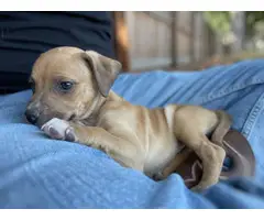 Chiweenie puppies for adoption - 3