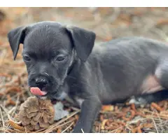 Chiweenie puppies for adoption - 4