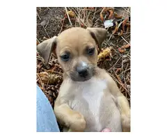 Chiweenie puppies for adoption - 5