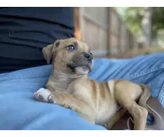Chiweenie puppies for adoption - 7