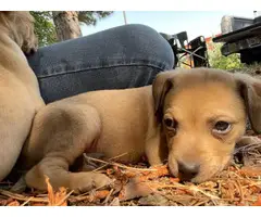 Chiweenie puppies for adoption - 8
