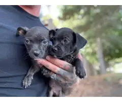 Chiweenie puppies for adoption - 10