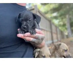 Chiweenie puppies for adoption - 11