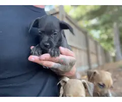 Chiweenie puppies for adoption - 12