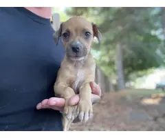 Chiweenie puppies for adoption - 13