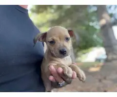 Chiweenie puppies for adoption - 14