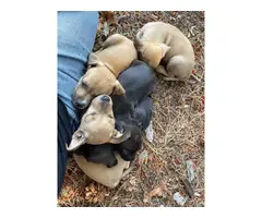 Chiweenie puppies for adoption - 15