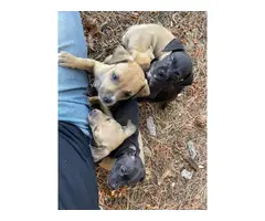 Chiweenie puppies for adoption - 16