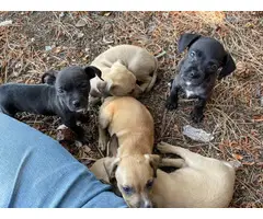 Chiweenie puppies for adoption - 17