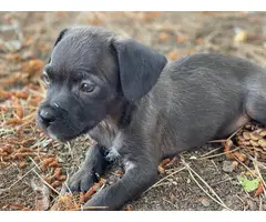 Chiweenie puppies for adoption - 18