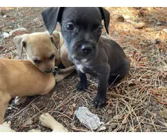 Chiweenie puppies for adoption - 19