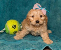 cockapoo Puppies in Bluffton, Indiana - Puppies for Sale ...