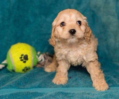 cockapoo Puppies in Bluffton, Indiana - Puppies for Sale ...