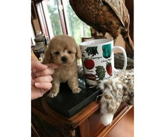 Tea Cup Poodle