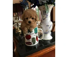 Tea Cup Poodle - 2