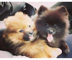 10 weeks old Pomeranian Puppies