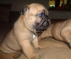 french bulldog puppies for sale in texas - 1