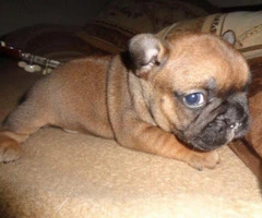 french bulldog puppies for sale in texas - 2