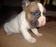 french bulldog puppies for sale in texas - 3