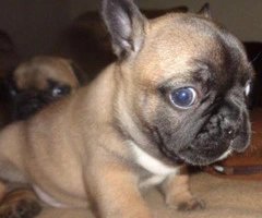 french bulldog puppies for sale in texas - 4