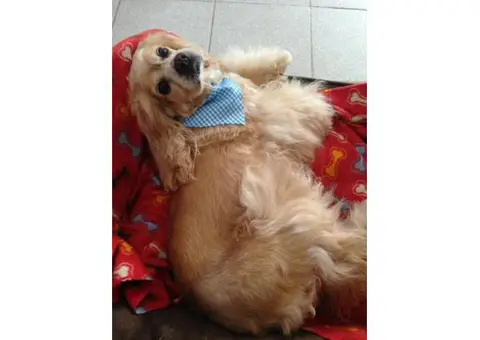 puppies cocker spaniel for sale
