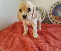 puppies cocker spaniel for sale - 2