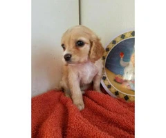 puppies cocker spaniel for sale - 3