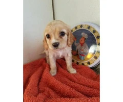 puppies cocker spaniel for sale - 4