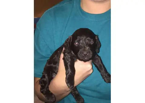 boykin spaniel puppies