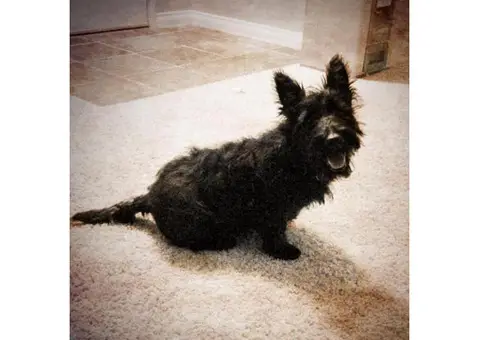 scottish terrier puppies for sale