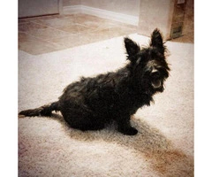 scottish terrier puppies for sale