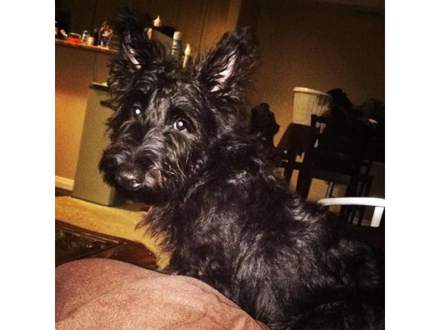 scottish terrier puppies for sale in Hudson, New York