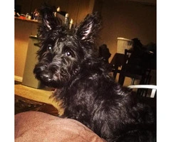 scottish terrier puppies for sale - 2