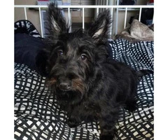 scottish terrier puppies for sale - 3