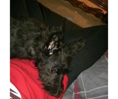 scottish terrier puppies for sale - 4