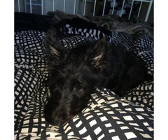 scottish terrier puppies for sale - 5