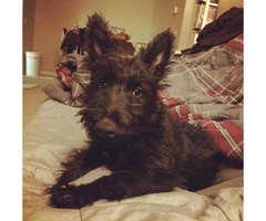 scottish terrier puppies for sale - 6