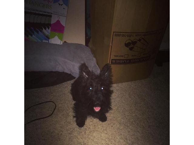 scottish terrier puppies for sale in Hudson, New York