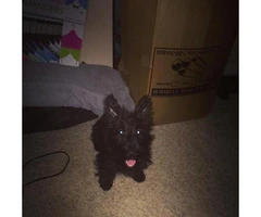 scottish terrier puppies for sale - 8