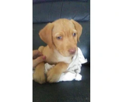yellow lab puppies for sale - 2