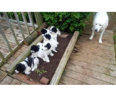 Great Pyrenees for sale - 3