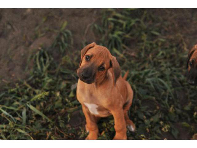 Ridgeback For Sale Near Me