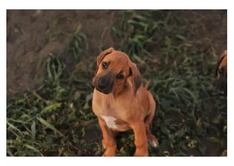 rhodesian ridgeback puppies for sale california