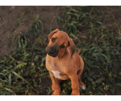 rhodesian ridgeback puppies for sale california