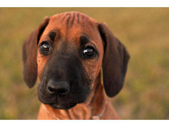 rhodesian ridgeback puppies for sale california in ...