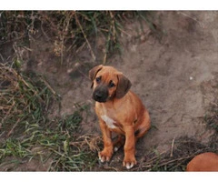 rhodesian ridgeback puppies for sale california
